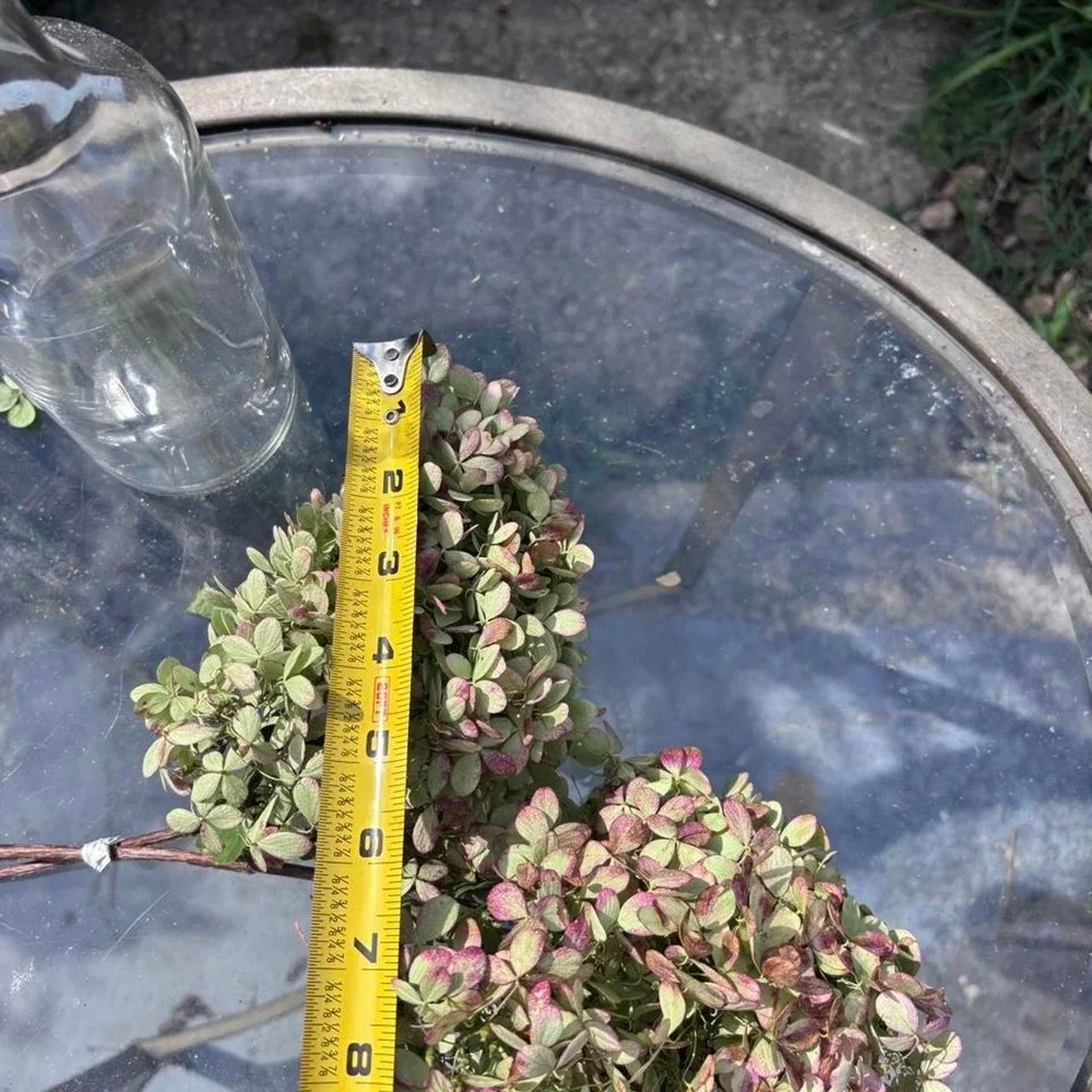 Real Preserved Hydrangea Stems 2 Count Sage Green Dusty Rose Pink Home Decor